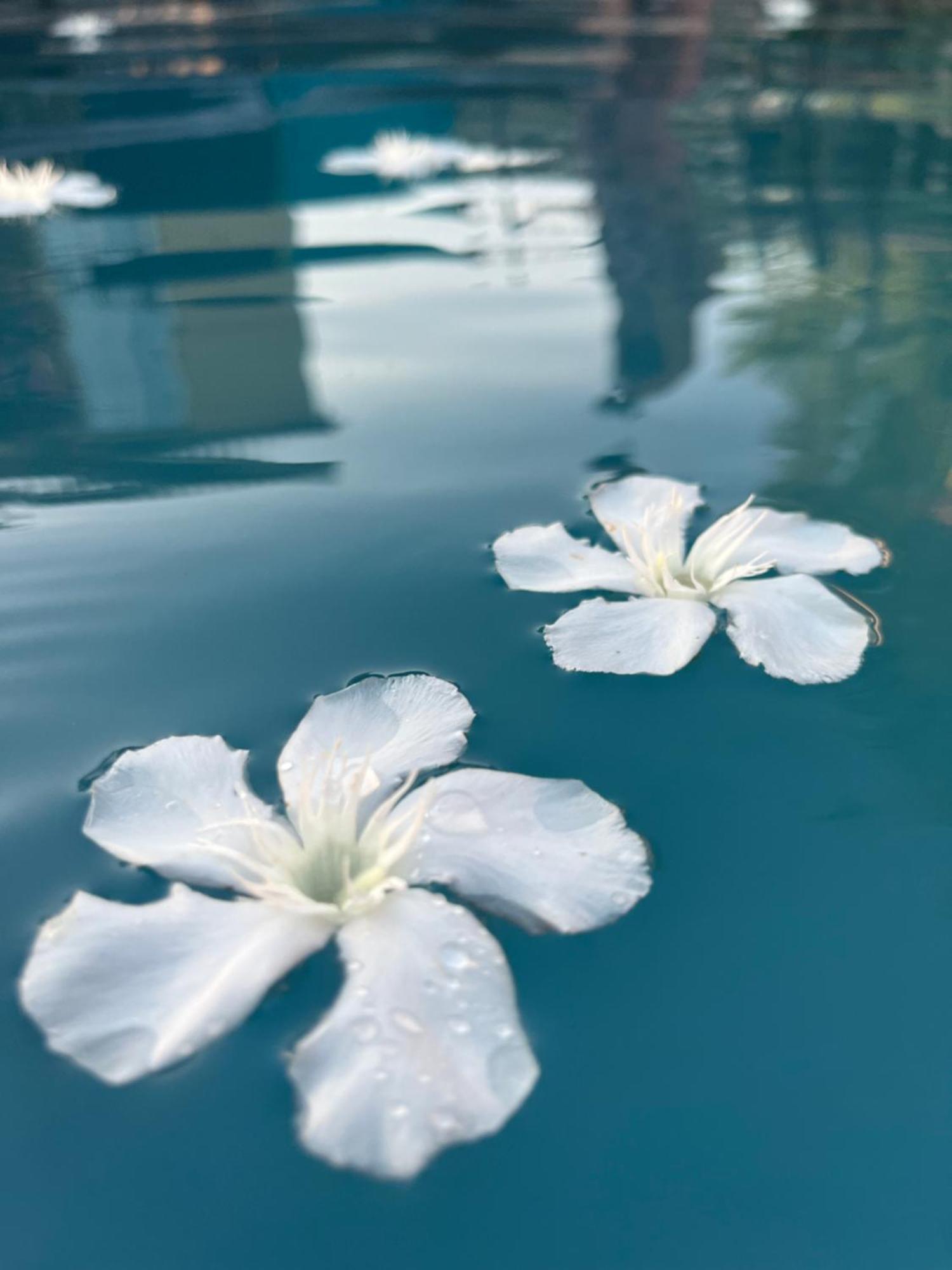 LʼIsle-sur-la-Sorgue Le L'Islois- Park&Piscine 빌라 외부 사진